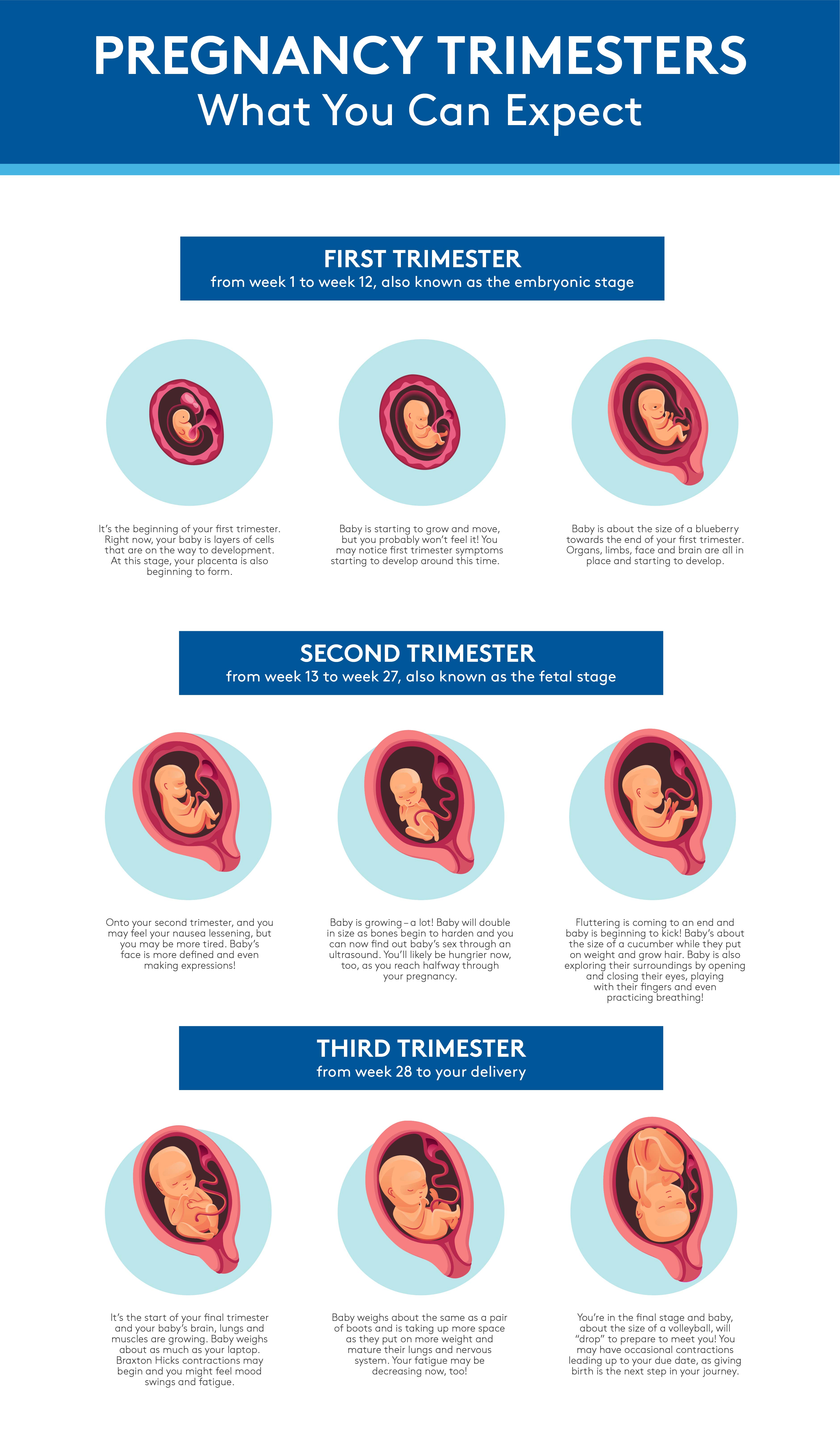 Pregnancy Trimesters What To Expect Per Month BHS